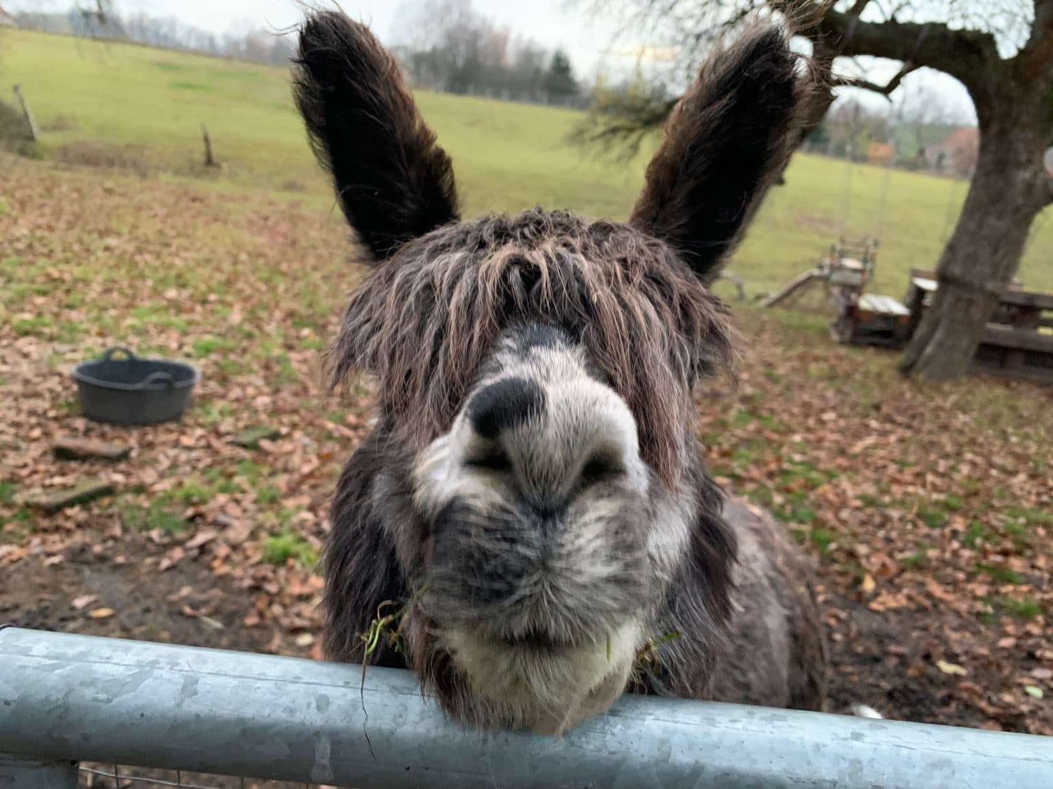 Alpaka-Auszeit: Alpaca Walks and Coffee at Auengrund 7, Schönau-Berzdorf