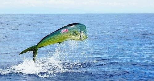 Fishing Marathon: 10-Hour Private Charter from Suntex Ocean View Marina