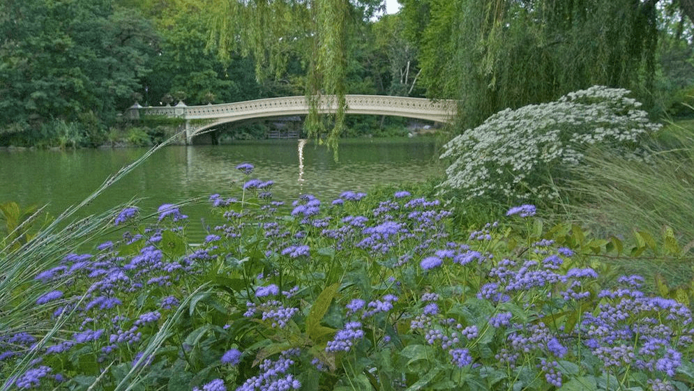 Discover Central Park Secrets and Highlights: Guided Walking Tour in New York City