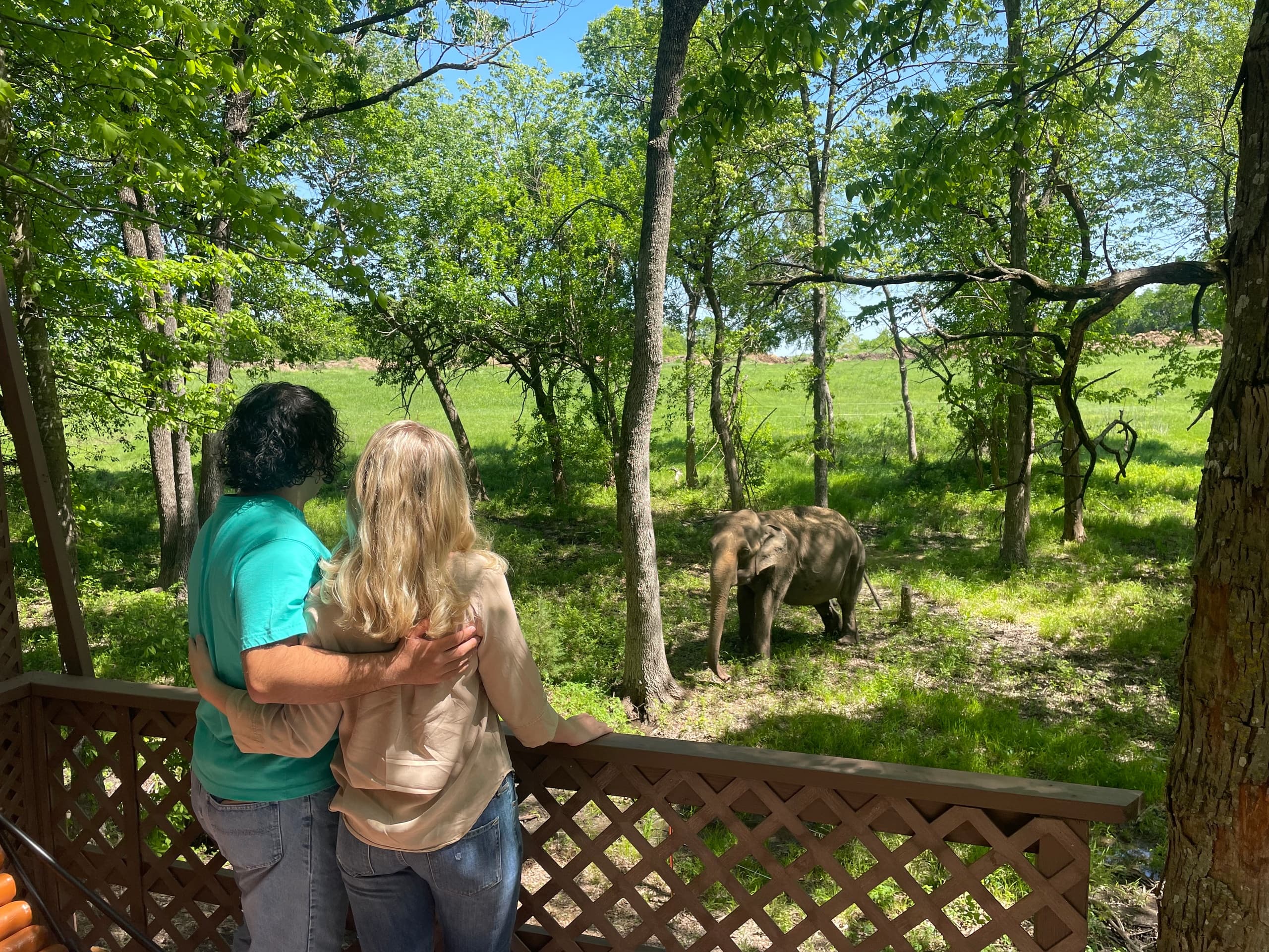 Couple viewing elephants grazing in sunny wooded meadow