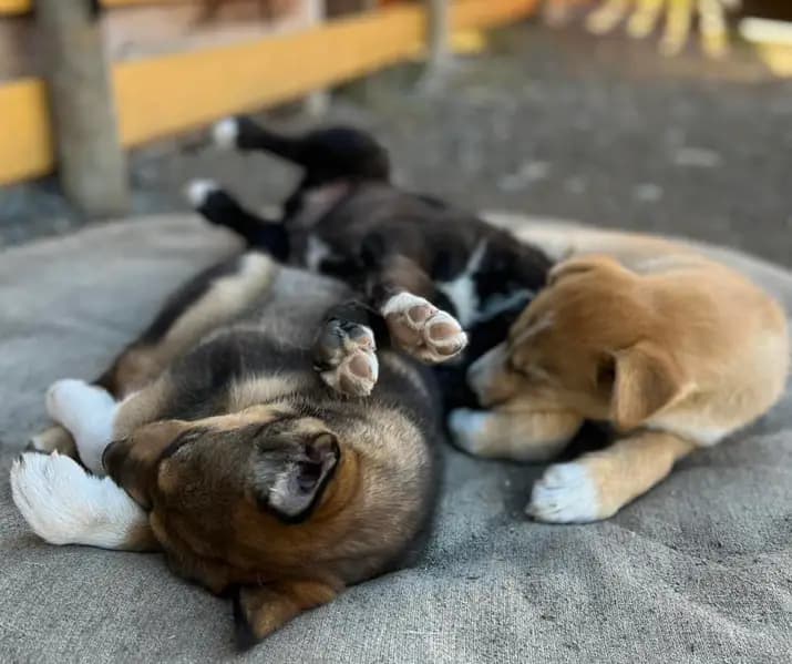 Half Day Yukon Tour & Summer Sled Dogs in Skagway, Alaska