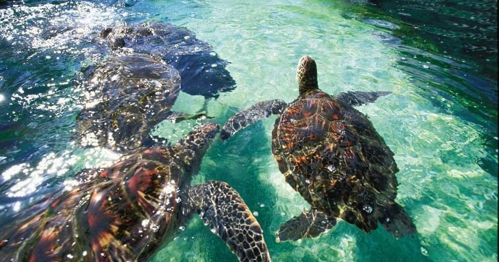 Reliable Airport Shuttle in Hawaii | Fly Shuttle Tours