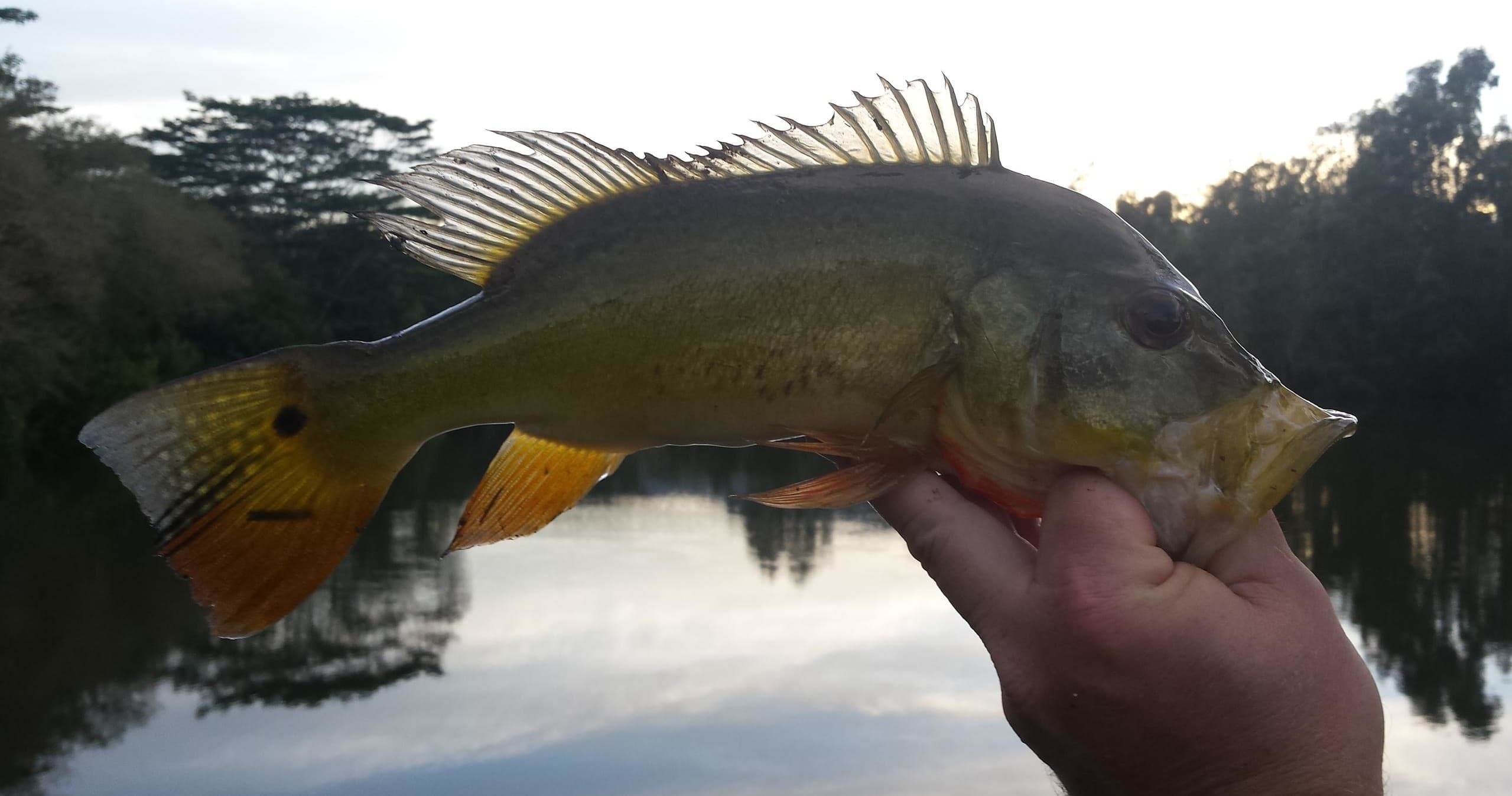 Angler holding peacock bass over Kauai river at sunset