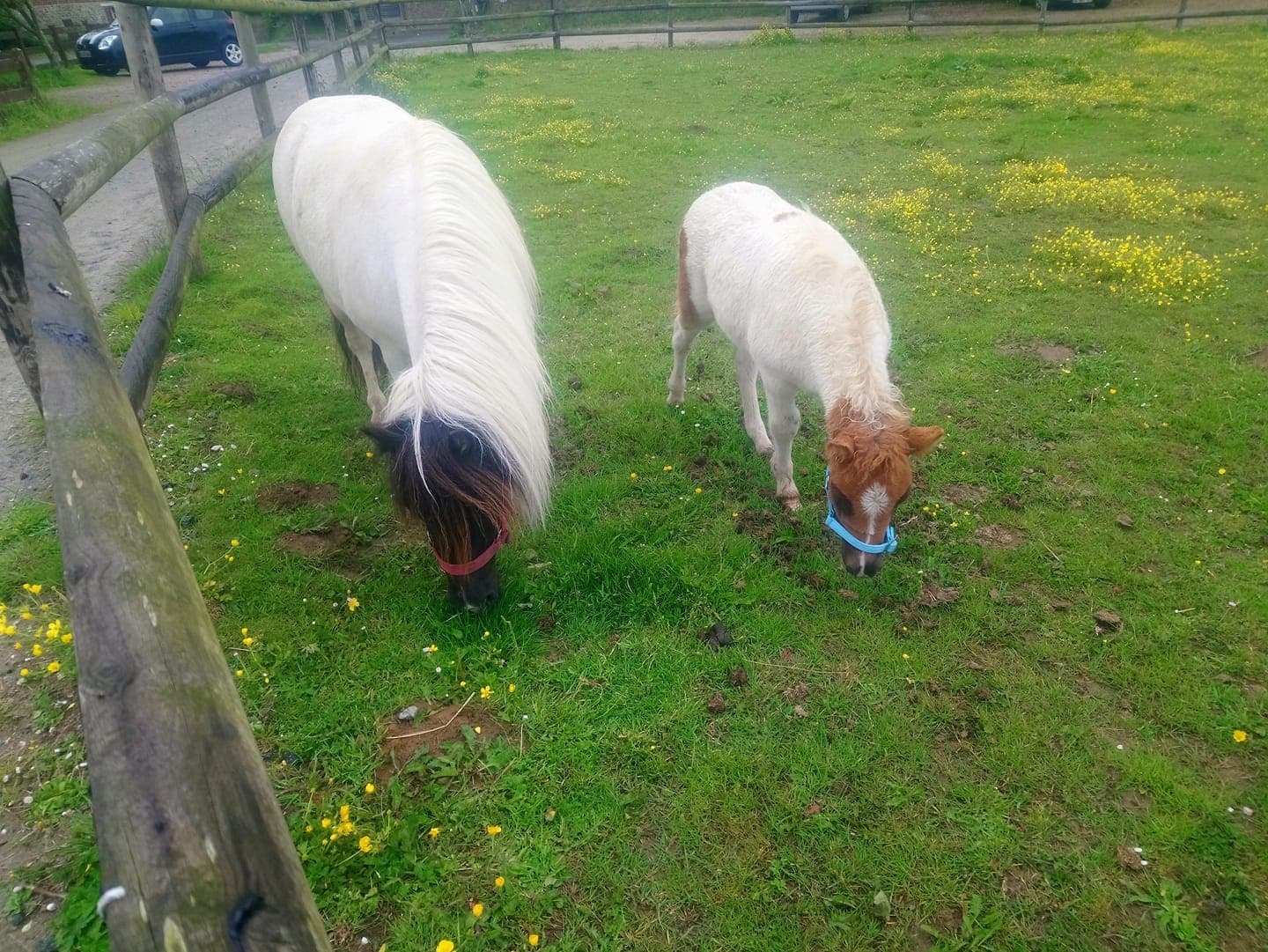 Centre Equestre les Centaures fleet