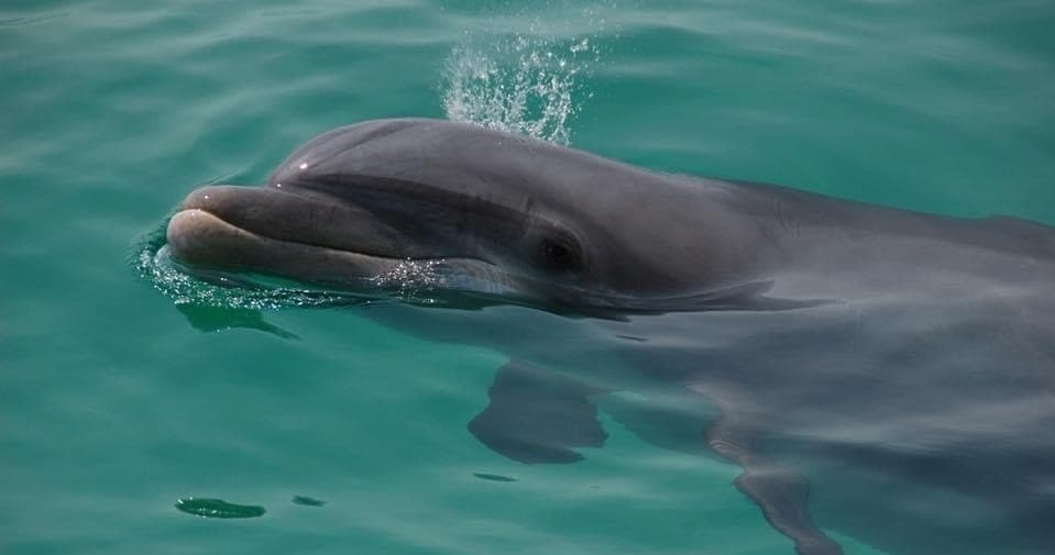Wild bottlenose dolphin surfacing in clear coastal Panama waters