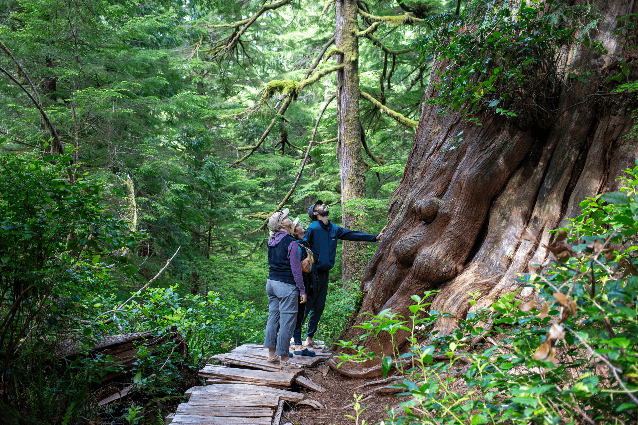Hikers exploring mossy old-growth temperate rainforest trail