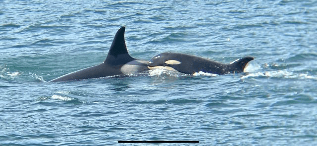 Kenai Fjords Catamaran Cruise: Whale Watching & Glacier-Ice Margaritas photo 2