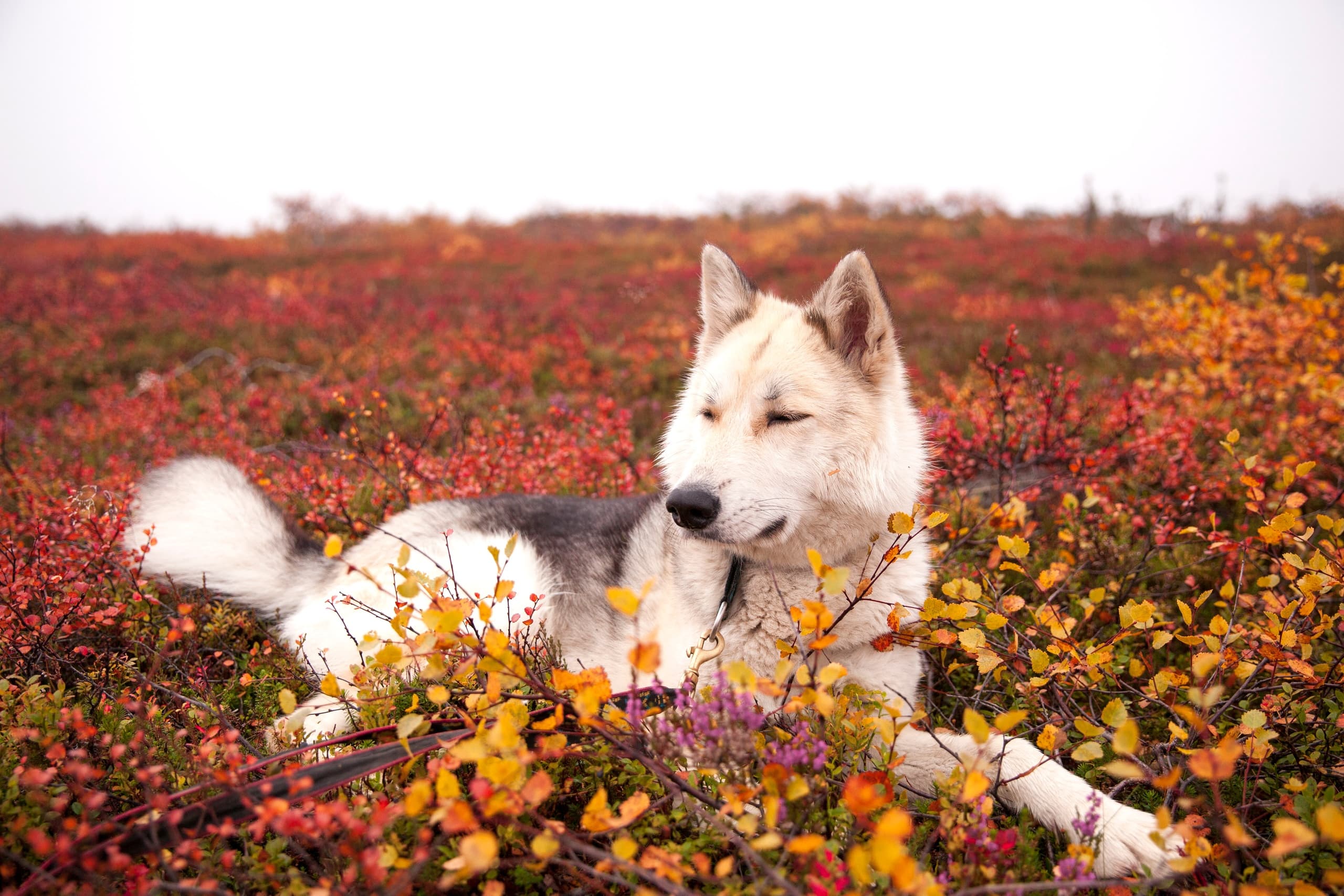 Husky Hikes with Husky & Co in Inari, Finland
