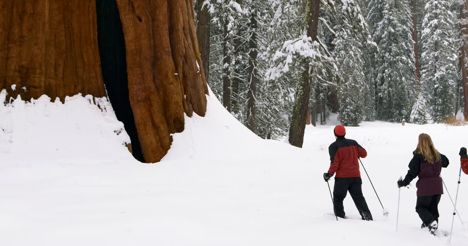 Snowshoe Sequoia: One-Day Winter Rentals at Lodgepole Market