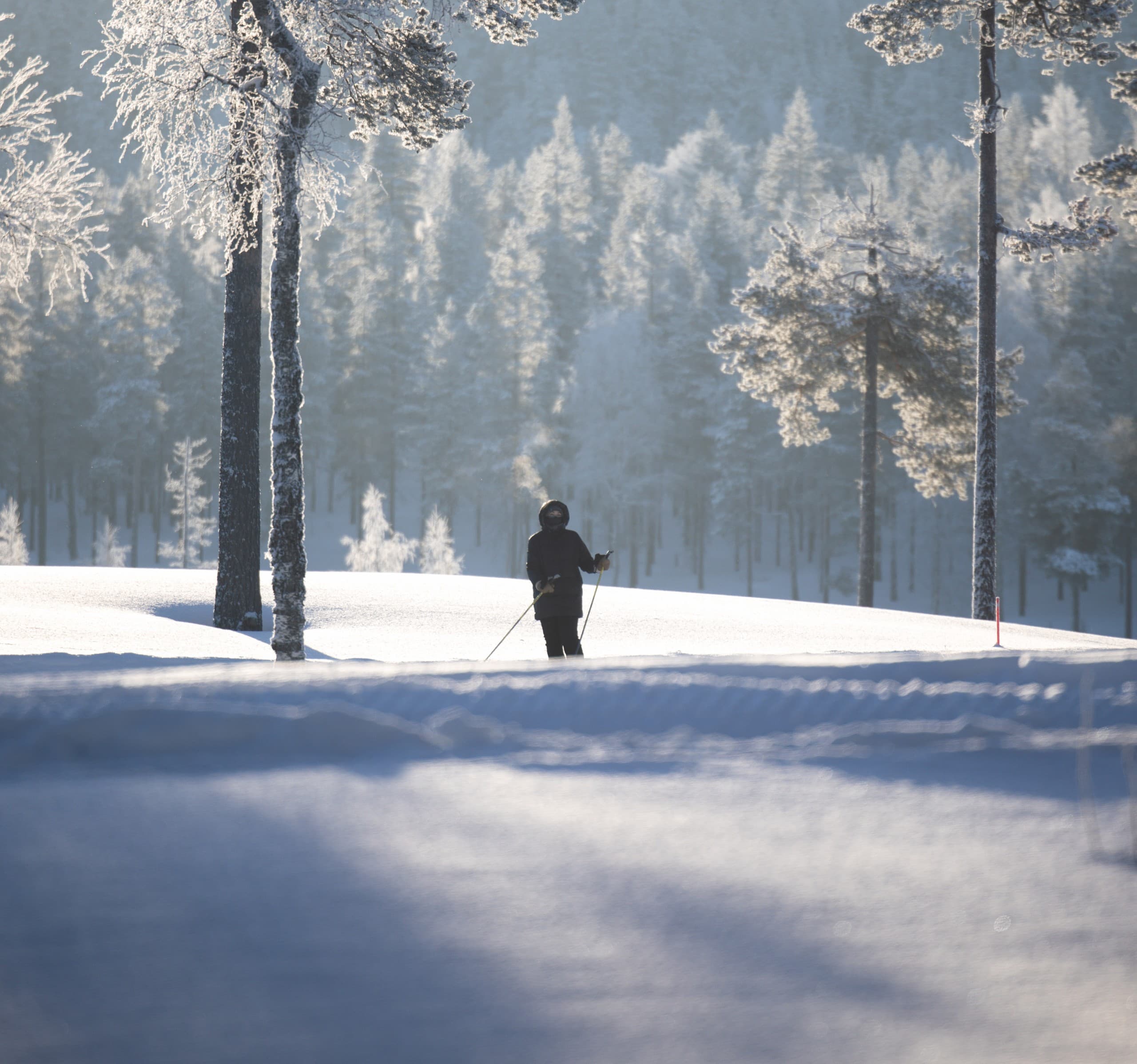 Forest Skiing in Pallas-Yllästunturi: Skin-Ski Lapland's Ancient Fells photo 1