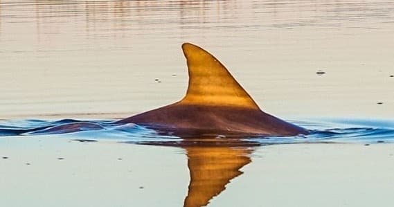Water Activities: Daufuskie Dolphin Tour with Dolphin Discoveries