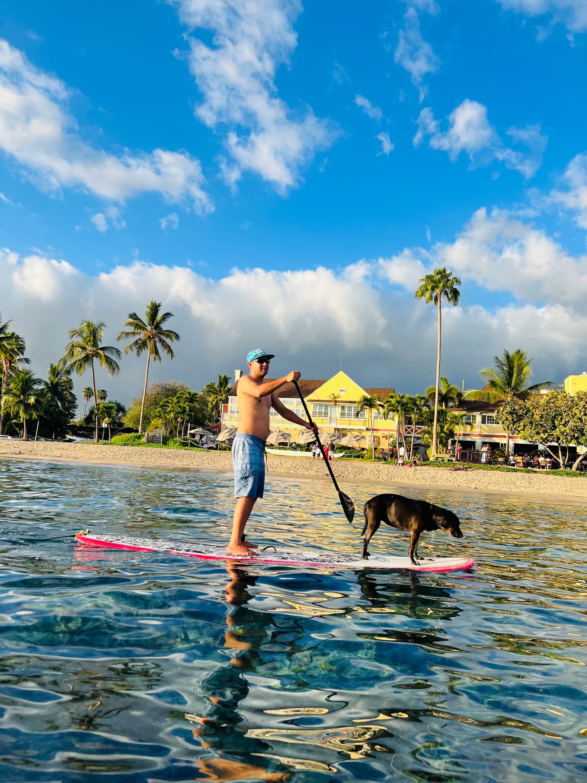 Paddleboarder with dog on calm coastal water near palm-lined shore
