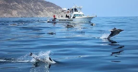 Boat Tour in Avalon, California