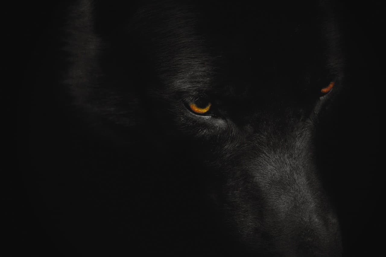 Arctic Wolf Extreme: Face-to-Face Wolfdog Hike in Lapland's Boreal Wilds