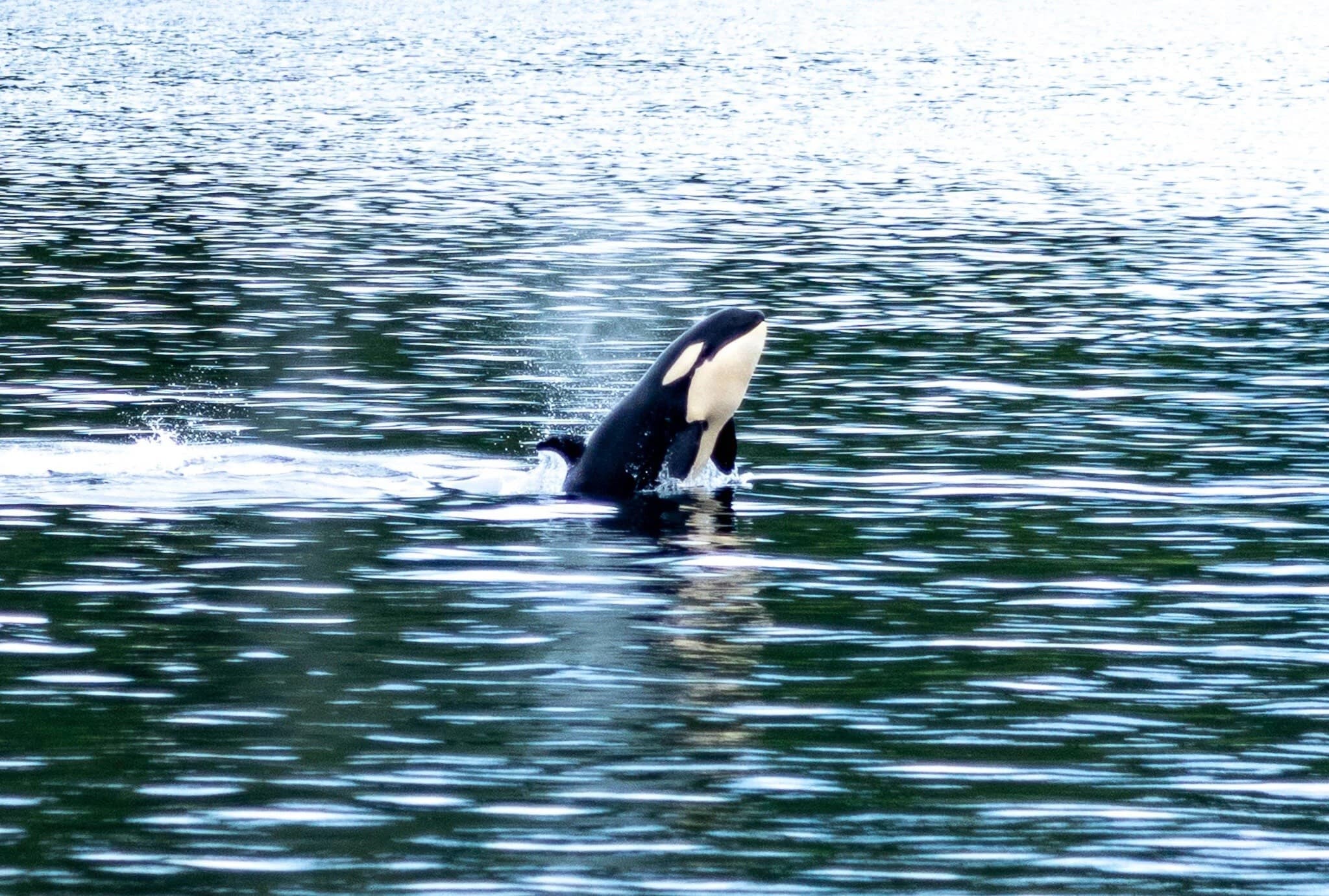 Small-Group Whale Watching in Petersburg: Humpbacks & Coastal Wildlife in Frederick Sound