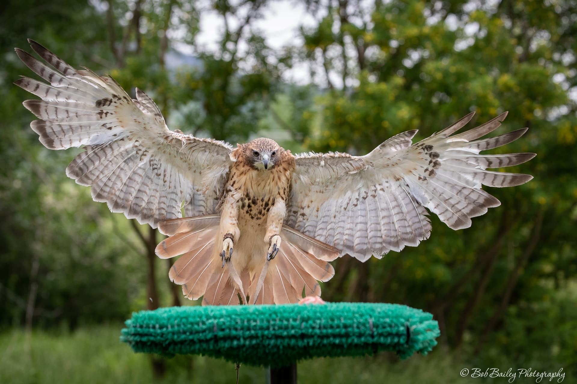Wildlife & Conservation at Teton Raptor Center