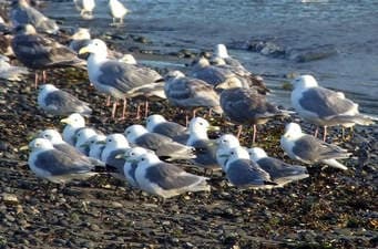 Bird Watching & Shorebird Migration with 49North Alaskan Adventures in Homer
