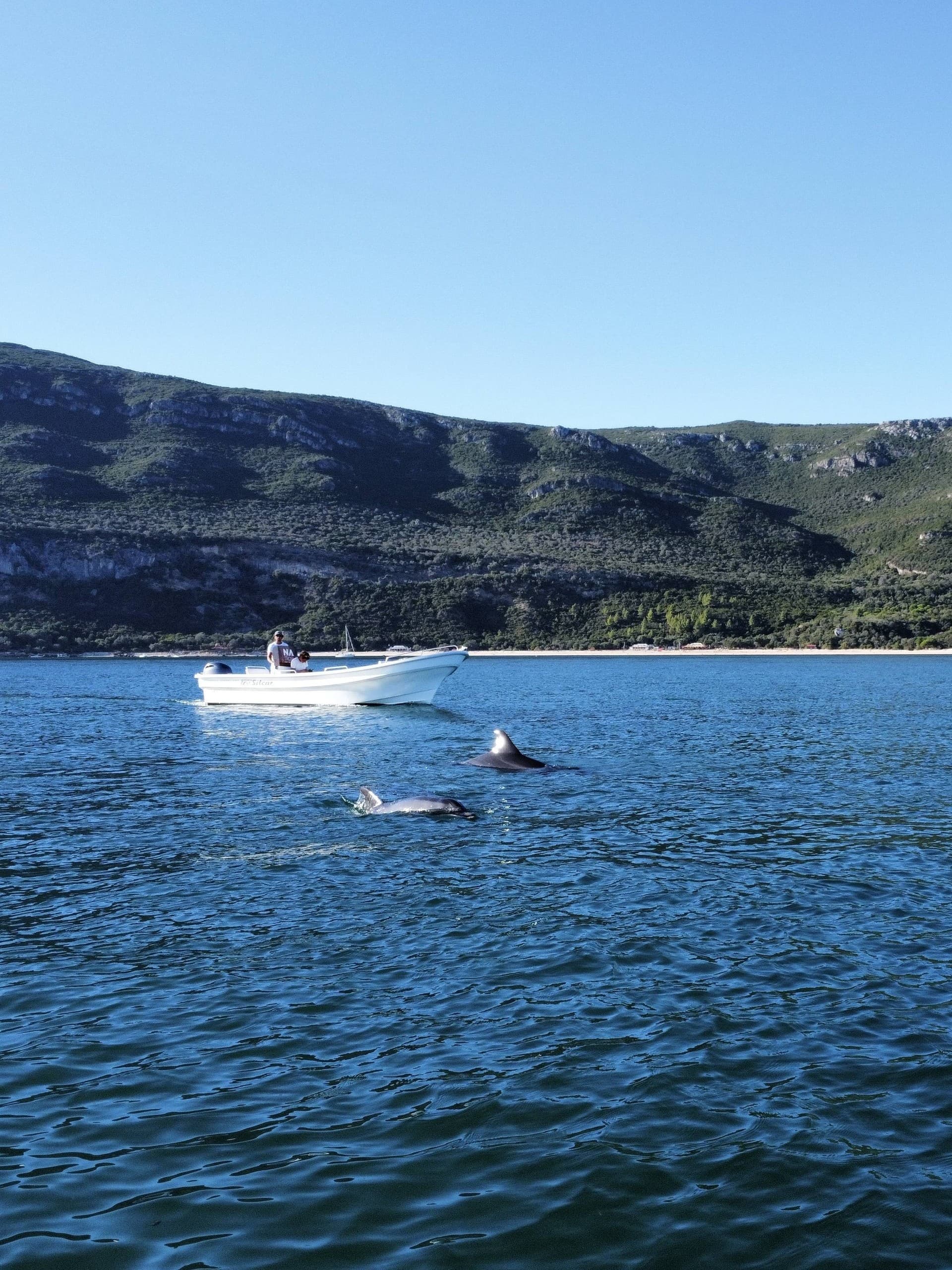 Dolphin Encounters in Arrábida: Sado Estuary Wildlife Cruise from Setúbal photo 4