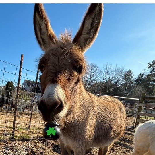 Meet the Herd: Open Barnyard at Pine Meadows, Mattapoisett photo 3