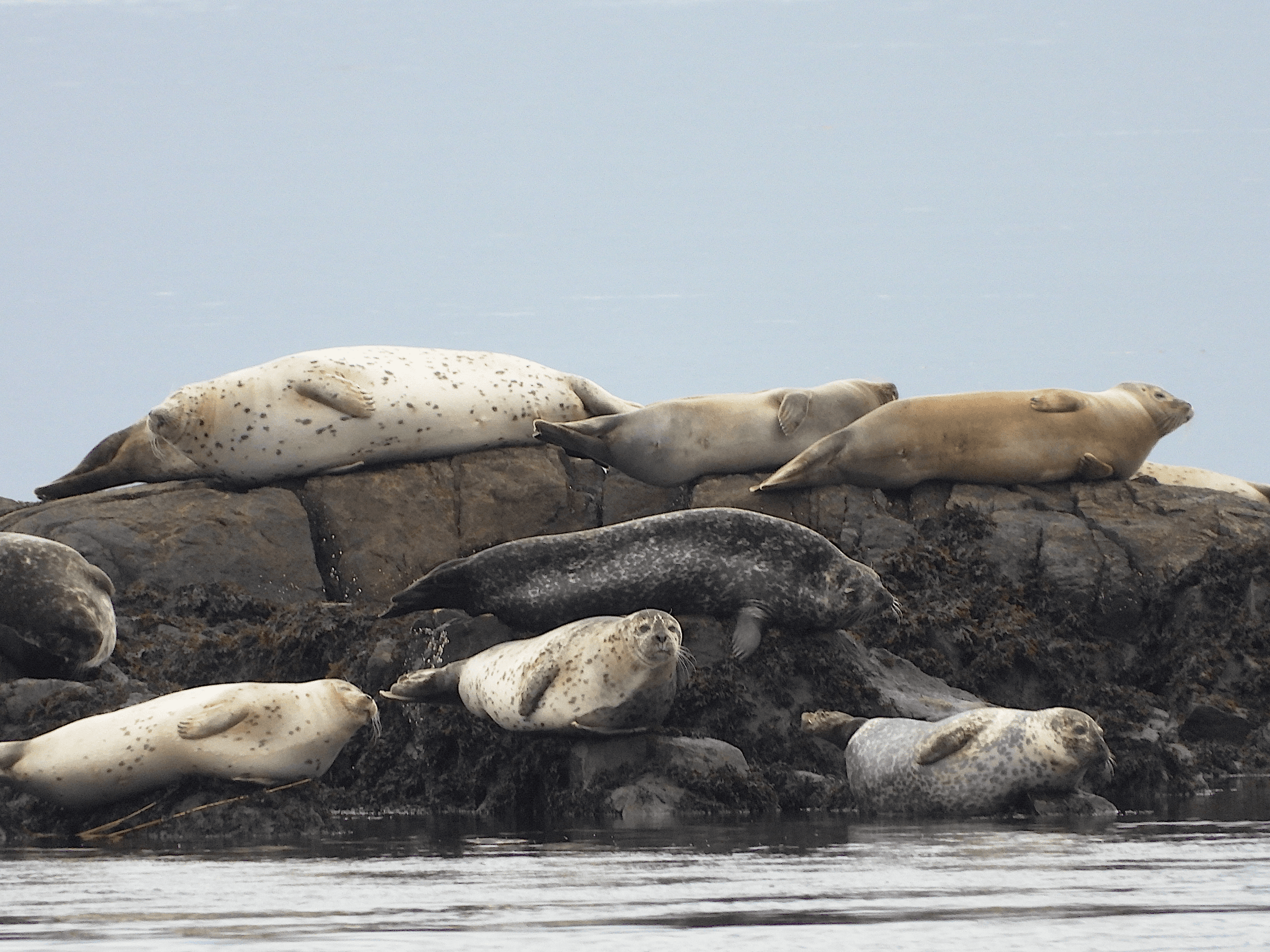 Newburyport Seal Walks: Close-Up Seal Viewing at Half Tide Rocks with Seacoast Science Center