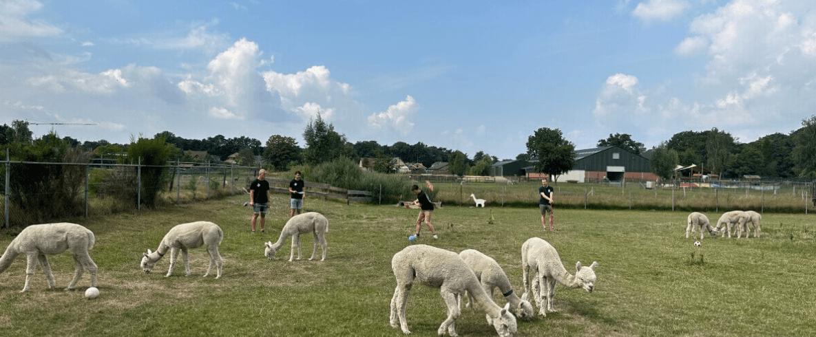 Land Adventures at De Alpacaboerderij: Unique Alpaca Golf Experience