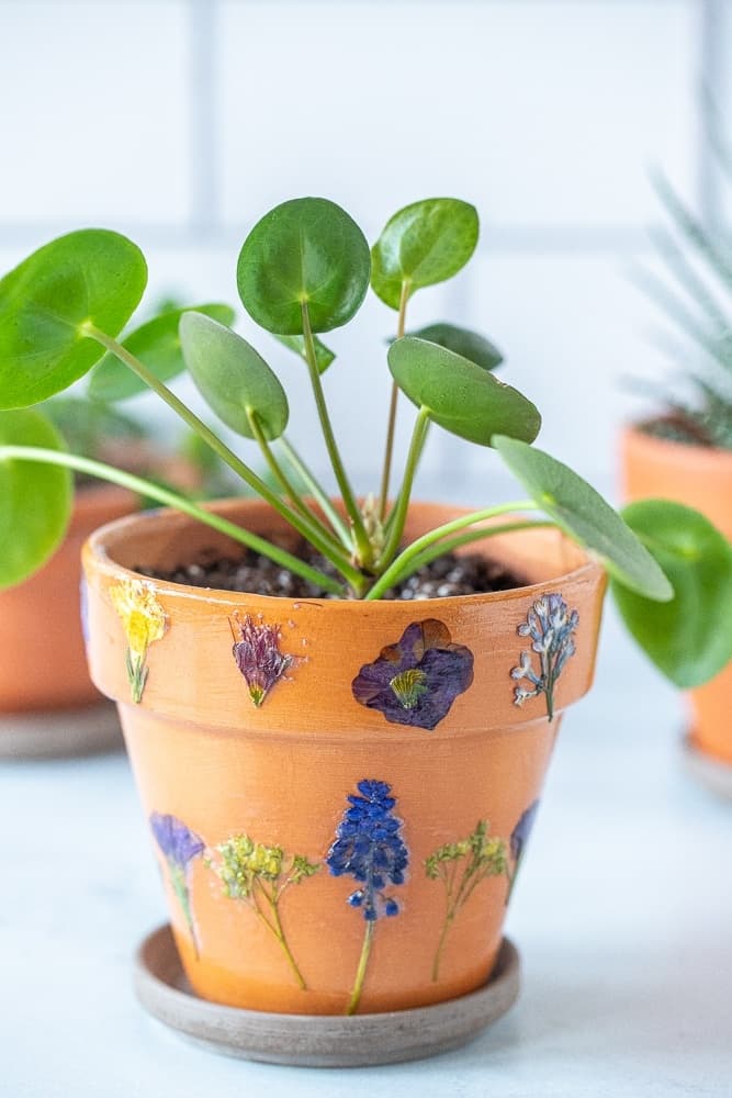 Land Adventures at Rose Bridge Farm & Sanctuary: Succulents Workshop