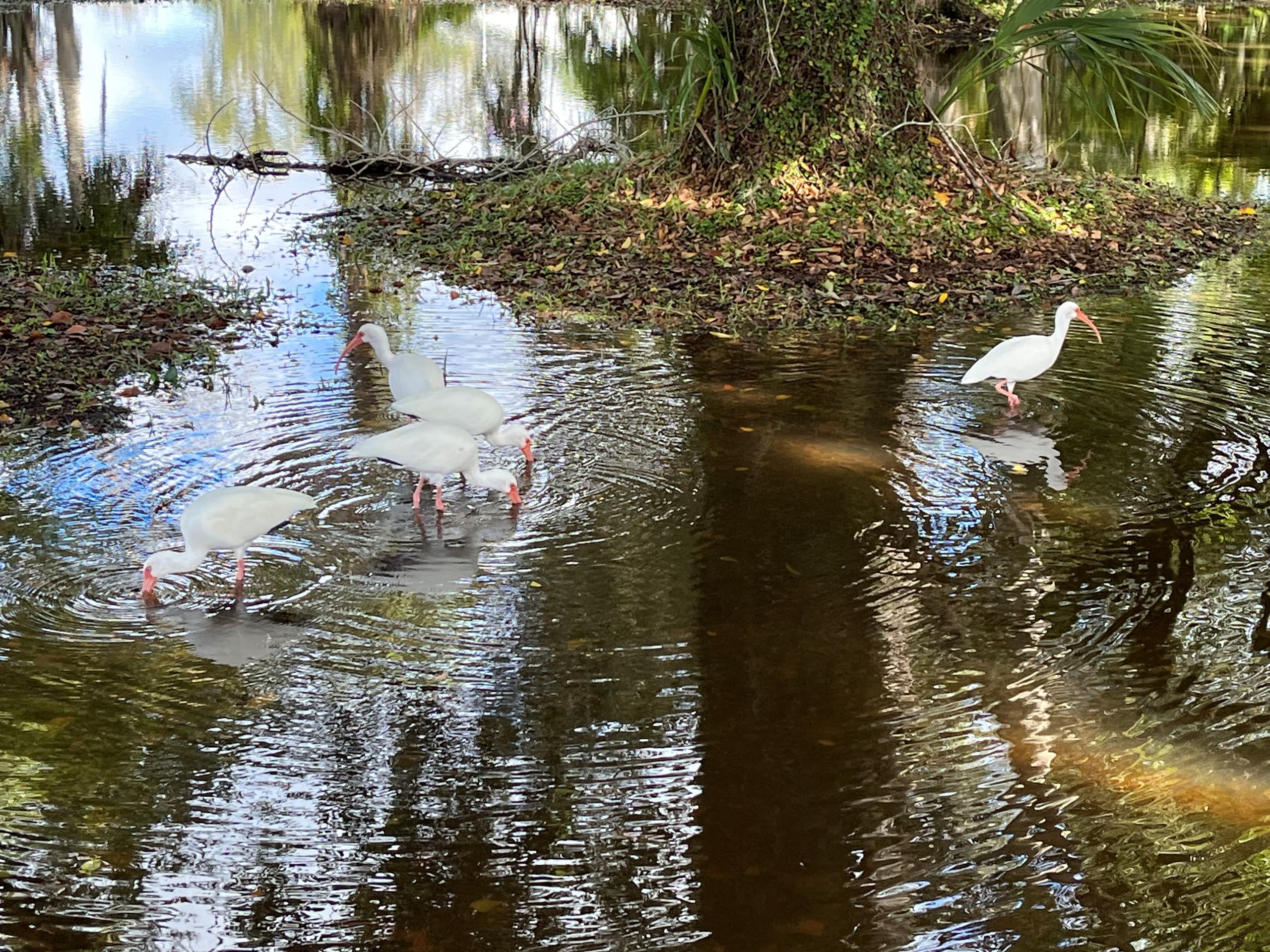 Nature River Tour: Two-Hour Wildlife Boat Cruise photo 3