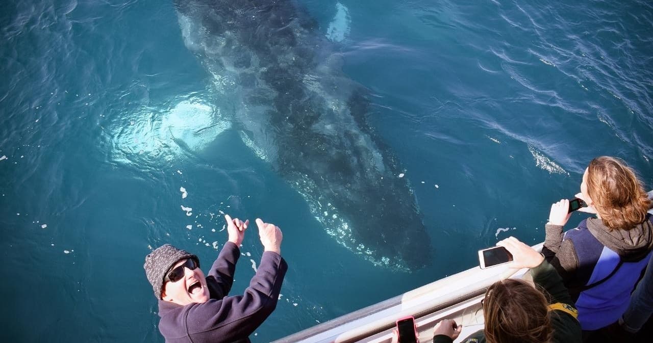 Wilsons Prom Whale Cruise: Whale Watching & Marine Wildlife from Port Welshpool photo 1
