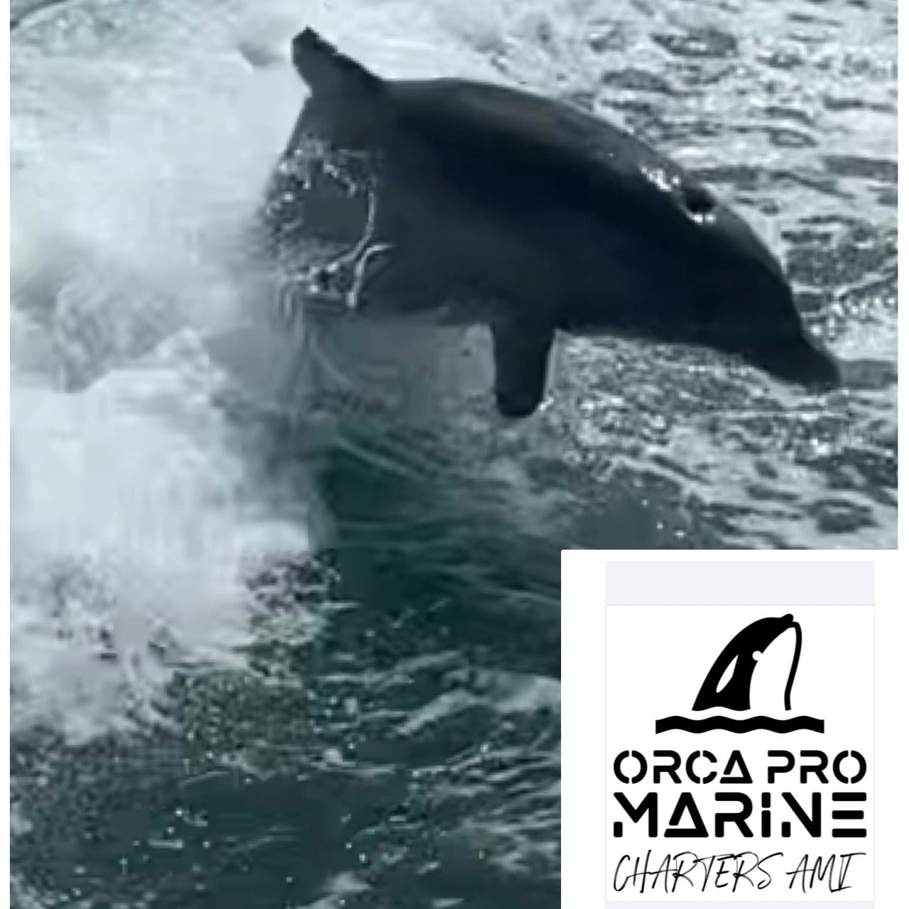 Anna Maria Island Dolphin Tours: Intimate Wildlife Cruises from Holmes Beach photo 4