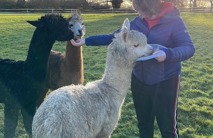 Ambling Alpacas fleet