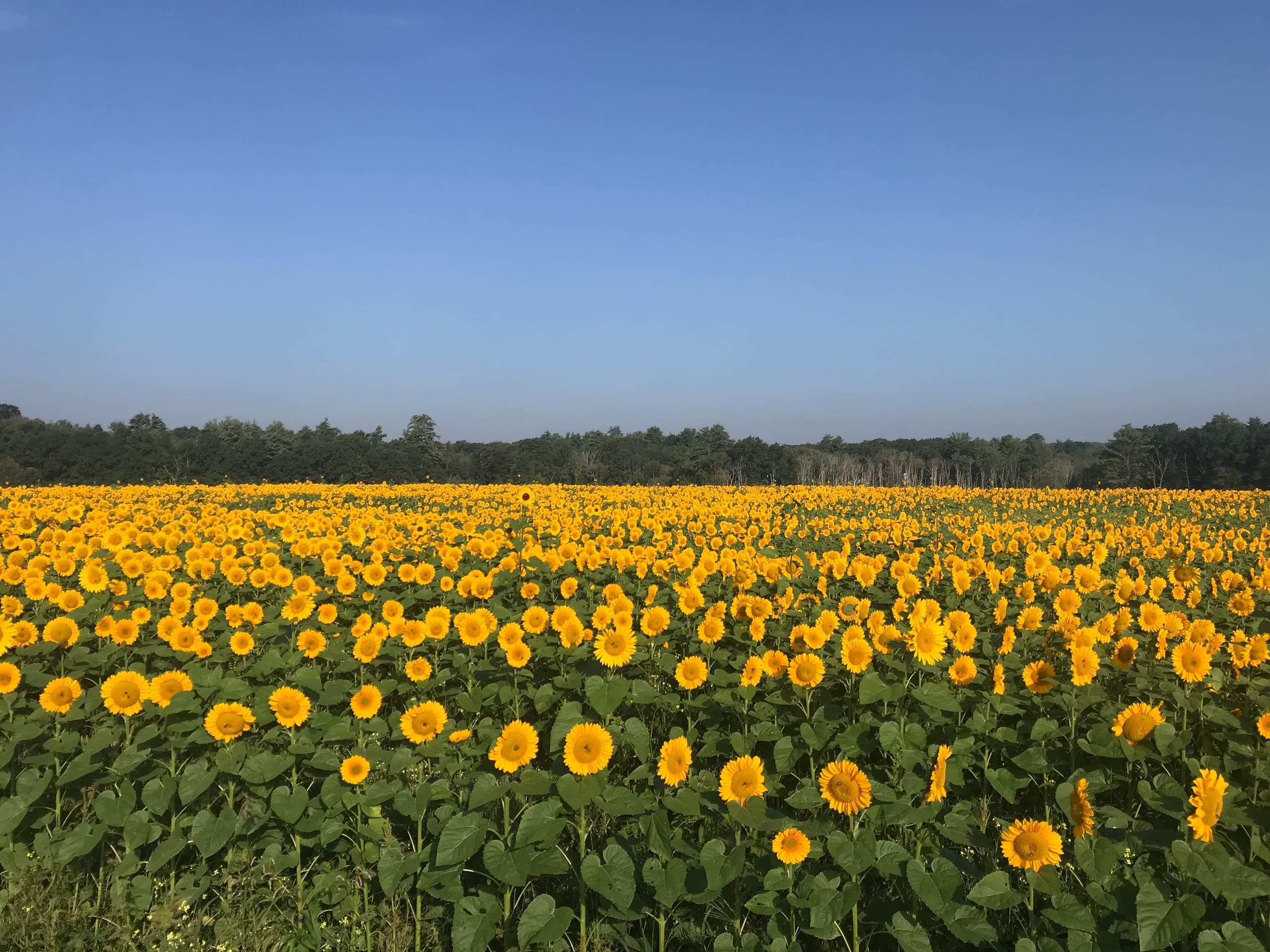 Sunflower Fields & Farm Life at Felix's Family Farm, Ipswich