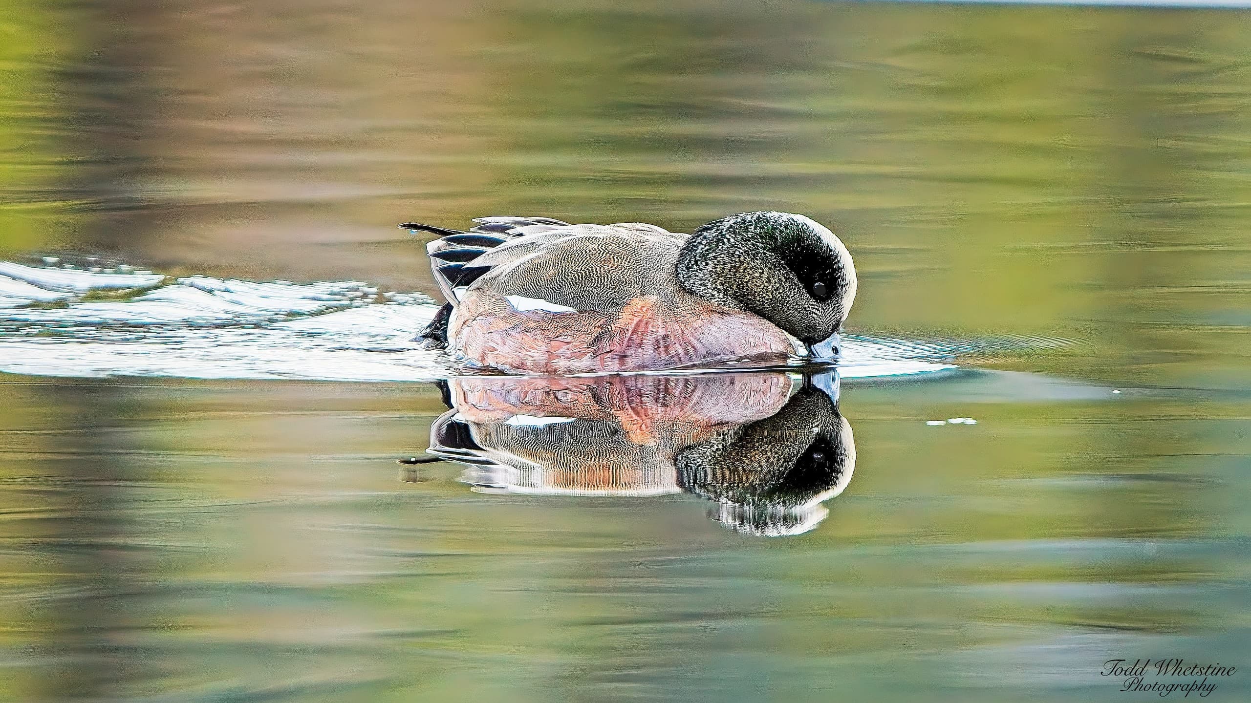 Master the Skies: Birds in Flight Photography Workshop Near Fairbanks, AK