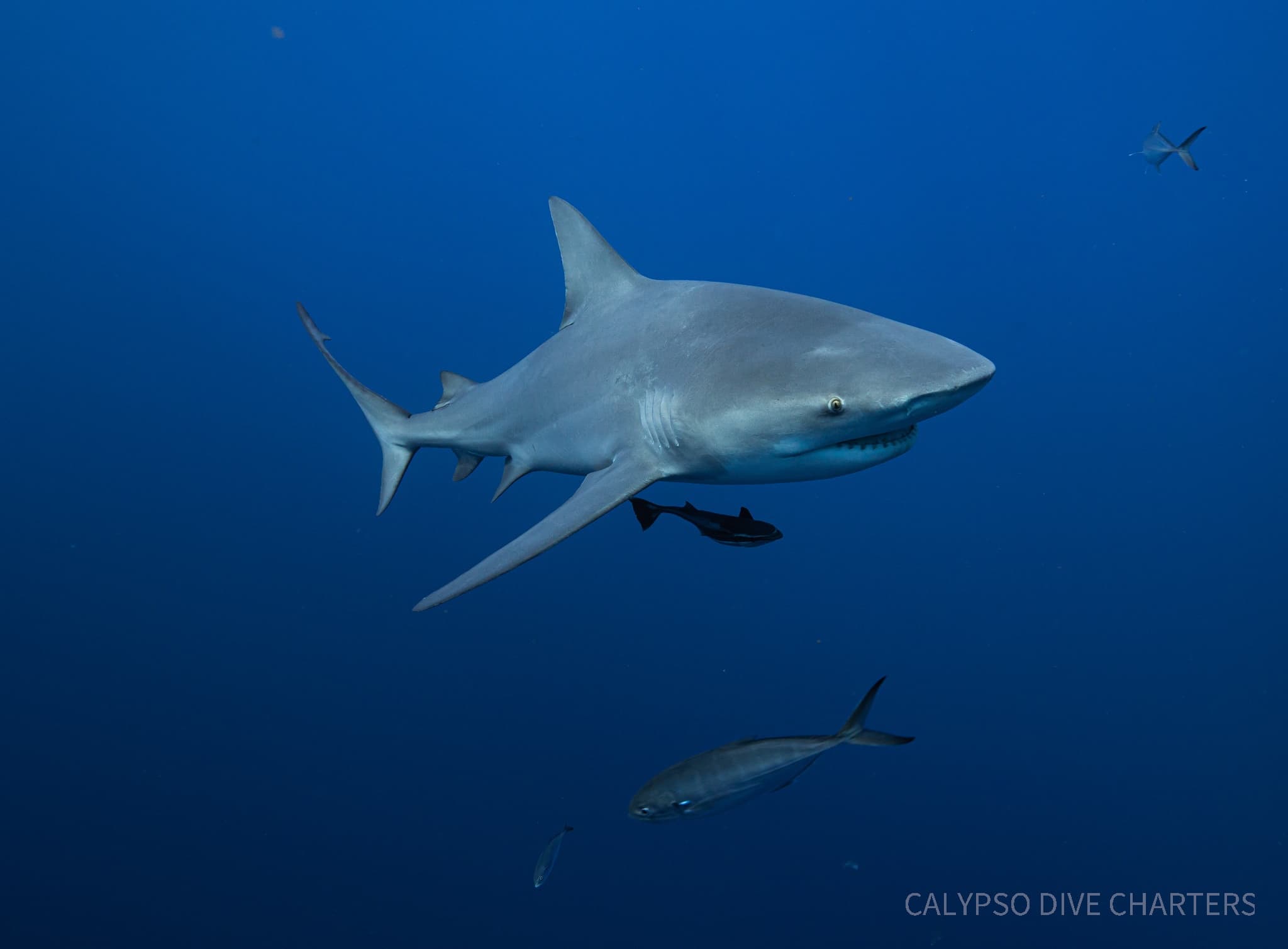 2 Tank Shark Dive with Calypso Dive Charters in Riviera Beach