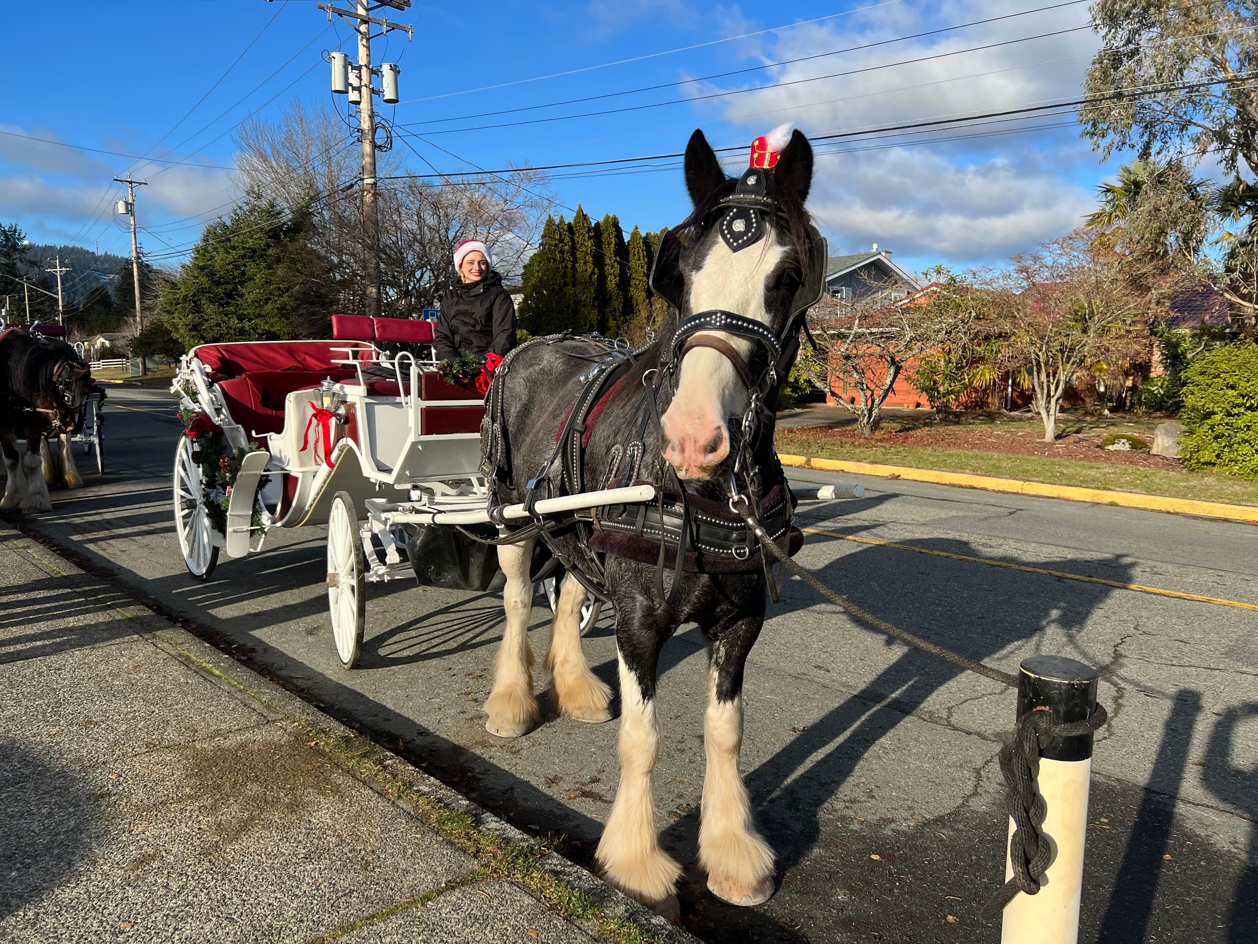 Experience the Magic of Victoria’s Holiday Horse-Drawn Carriage Tour