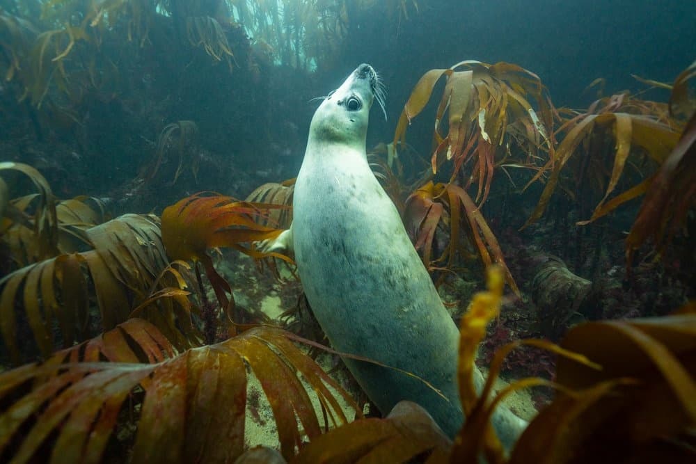 Harbor seal resting among kelp forest on seabed in coastal waters