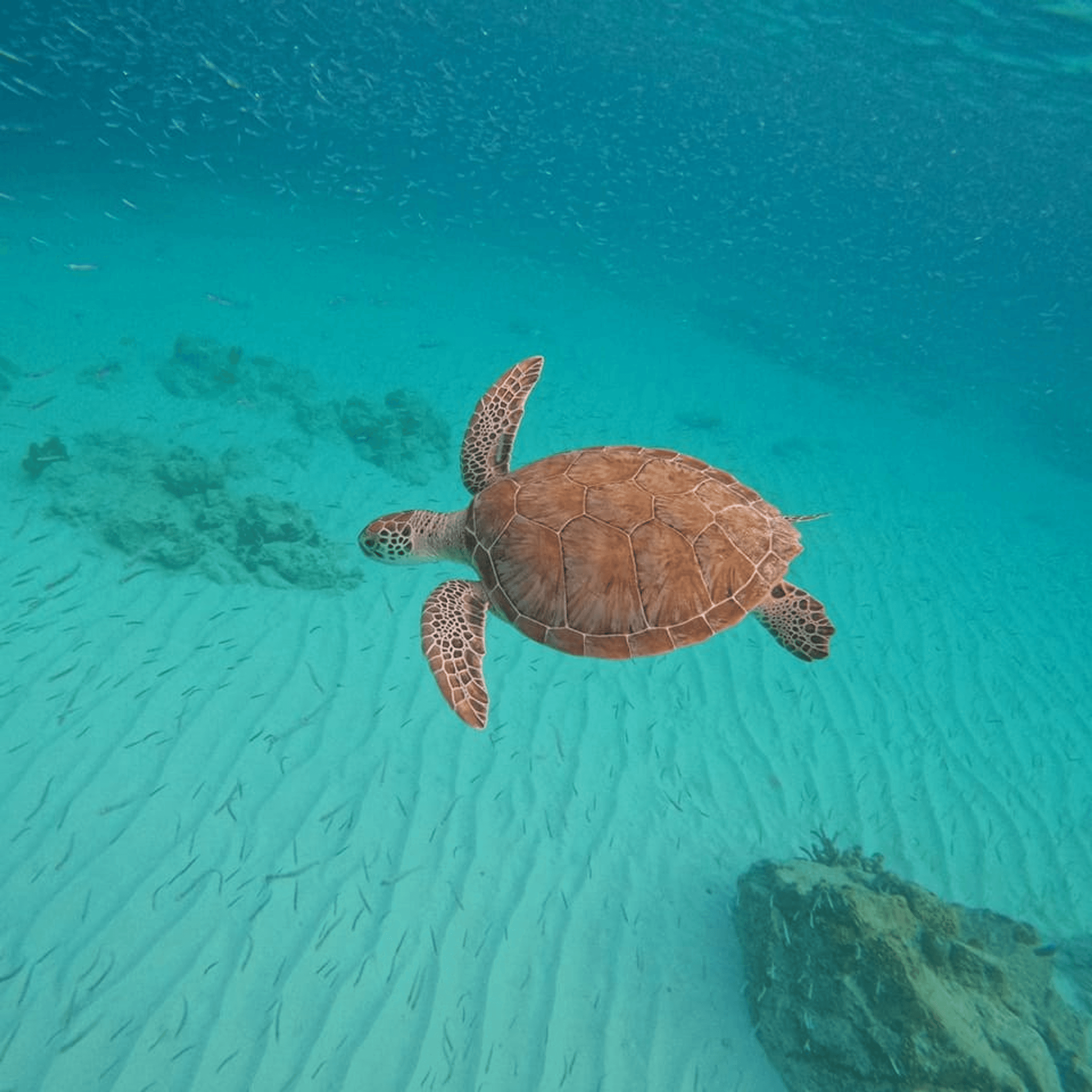 Mangel Halto Tour: Private Snorkel Charters & Underwater Scooters in Aruba photo 2