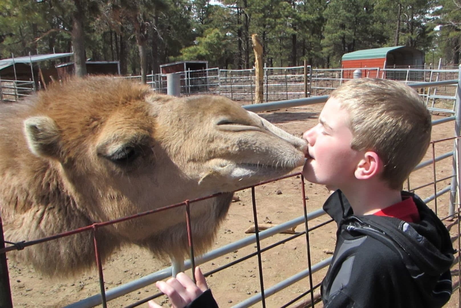 Feed Deer on Route 66: Group Rate Admission at The Deer Farm in Williams, Arizona photo 2