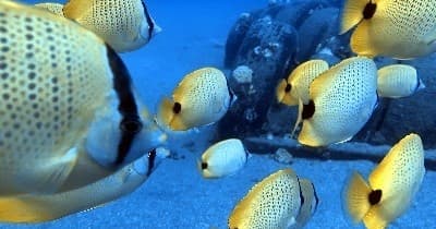 Snorkel & Dive at Molokini Crater with Prodiver Maui in Kihei