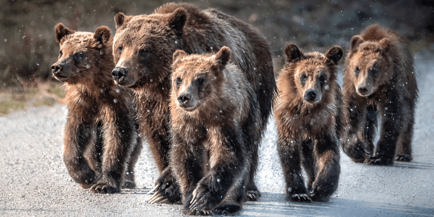 Grand Teton Photo Experience with Jackson Hole Wildlife Safaris in Wyoming