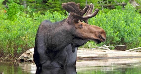 Six Day Bike Rental at Algonquin Outfitters - Lake of Two Rivers