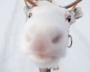 Reindeer Sledge Ride at Sammun Tupa — 1km Family-Friendly Arctic Farm Experience