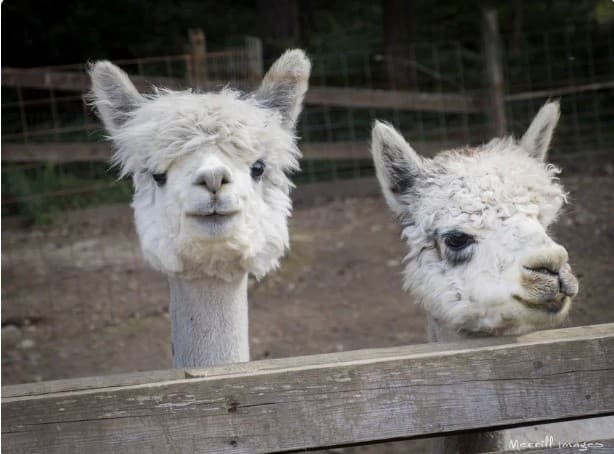 Up-Close with Alpacas in Carnation: Alpaca Farm Tour and Fiber Experience photo 1
