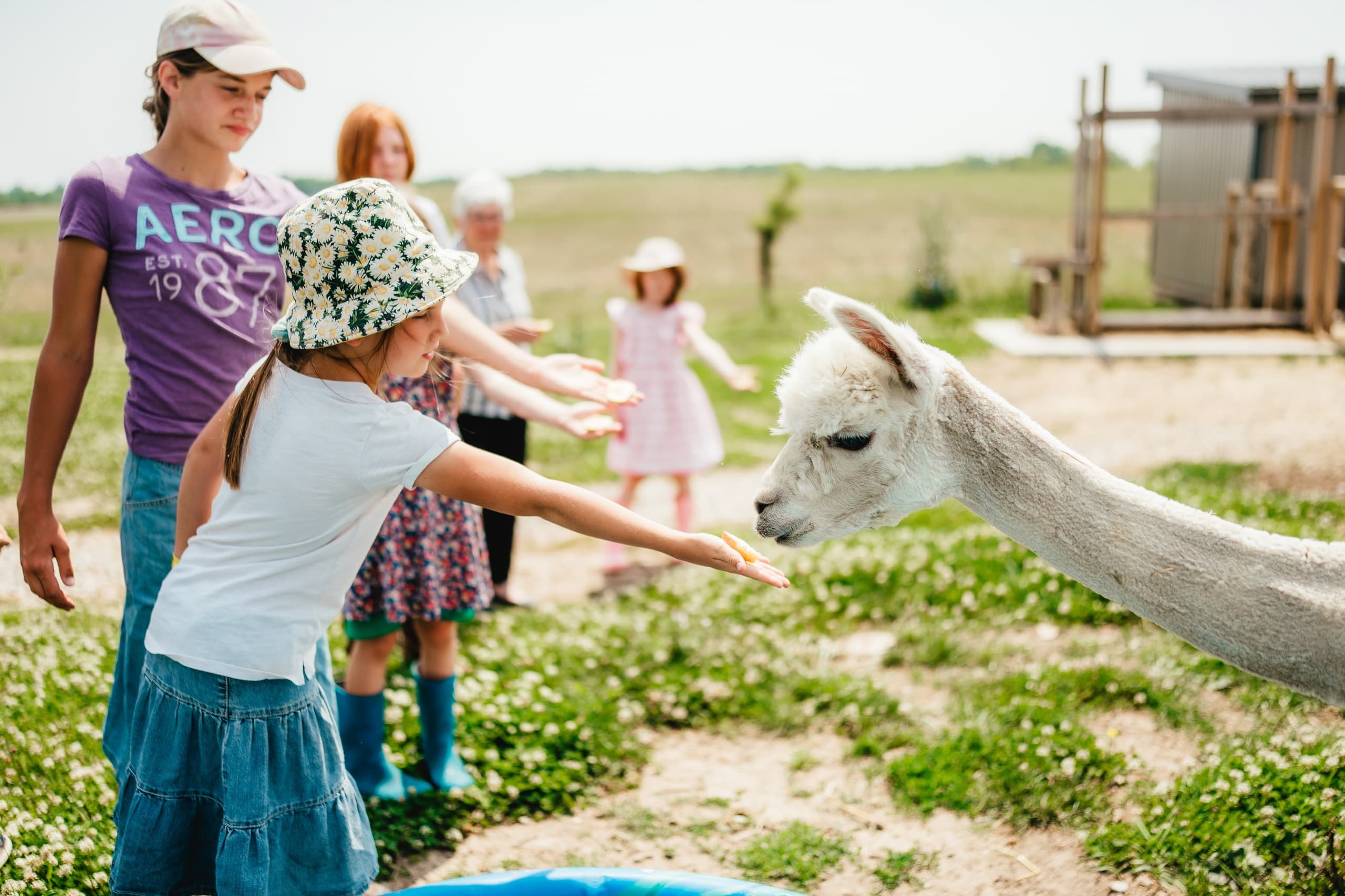 Alpaca Walks at Jireh Hills Family Homestead in Ontario