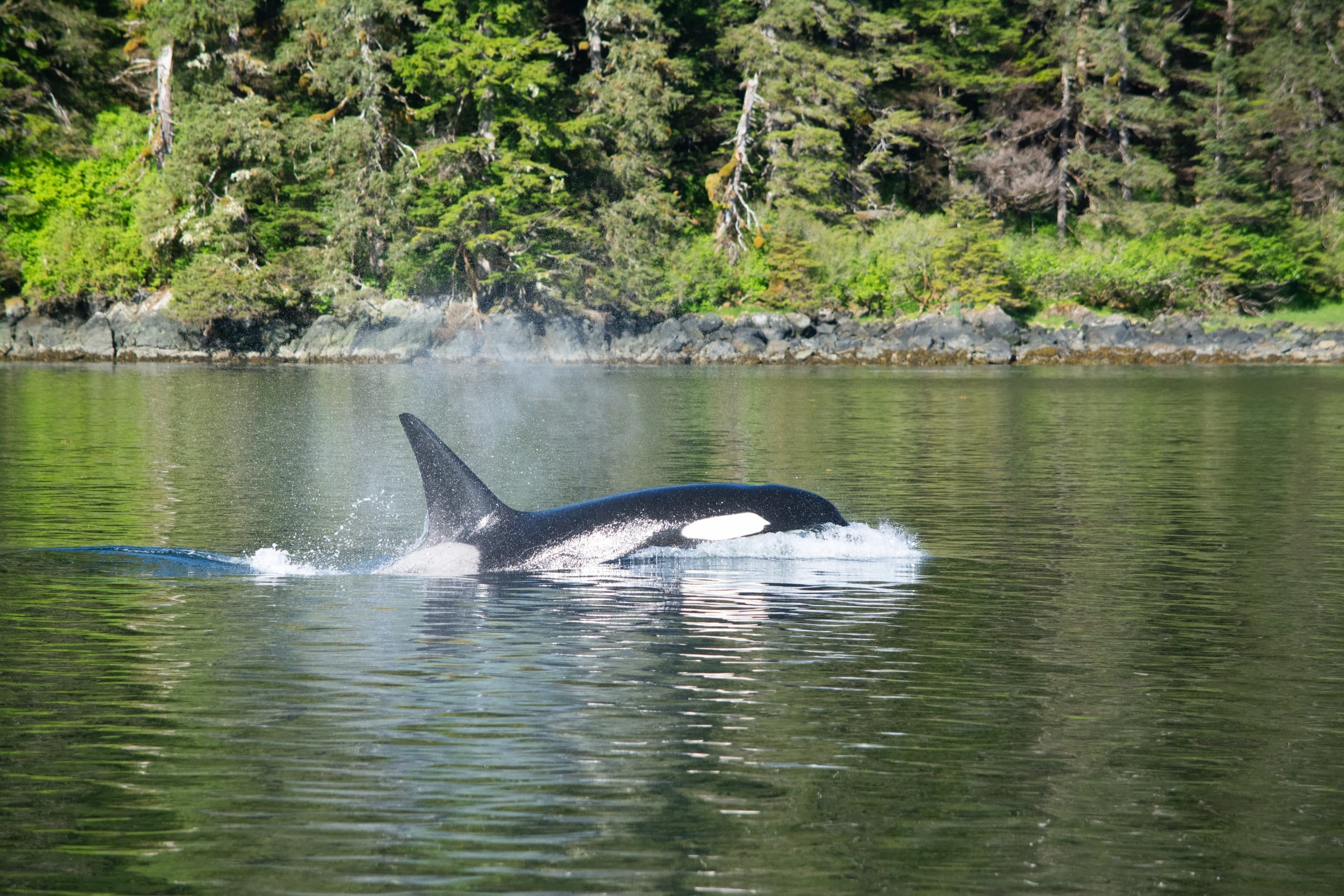 Sitka Private Whale Watching: Close-Up Humpback and Marine Wildlife Tours photo 4