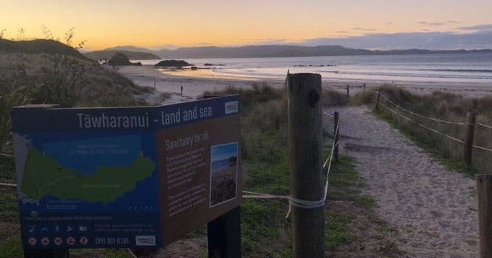 Tawharanui Kiwi Night Walk with Kiwiness Tours