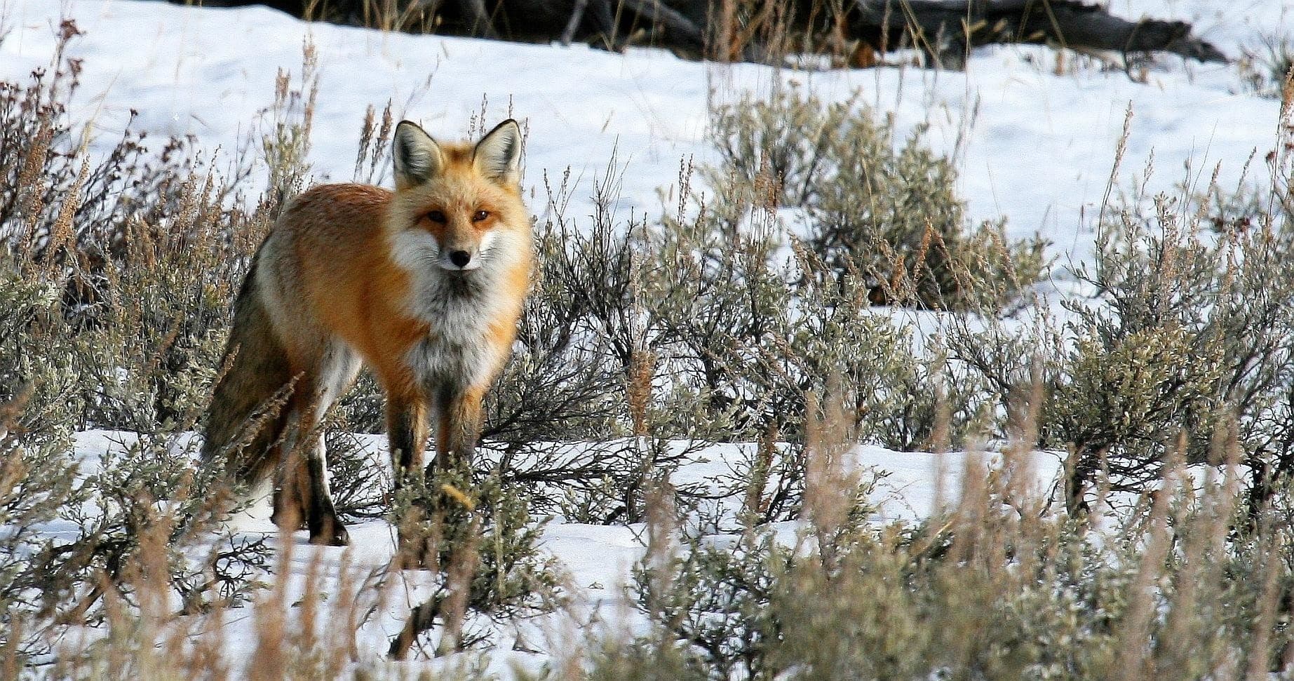 Private Yellowstone Wolf & Wildlife Tour in Emigrant, MT