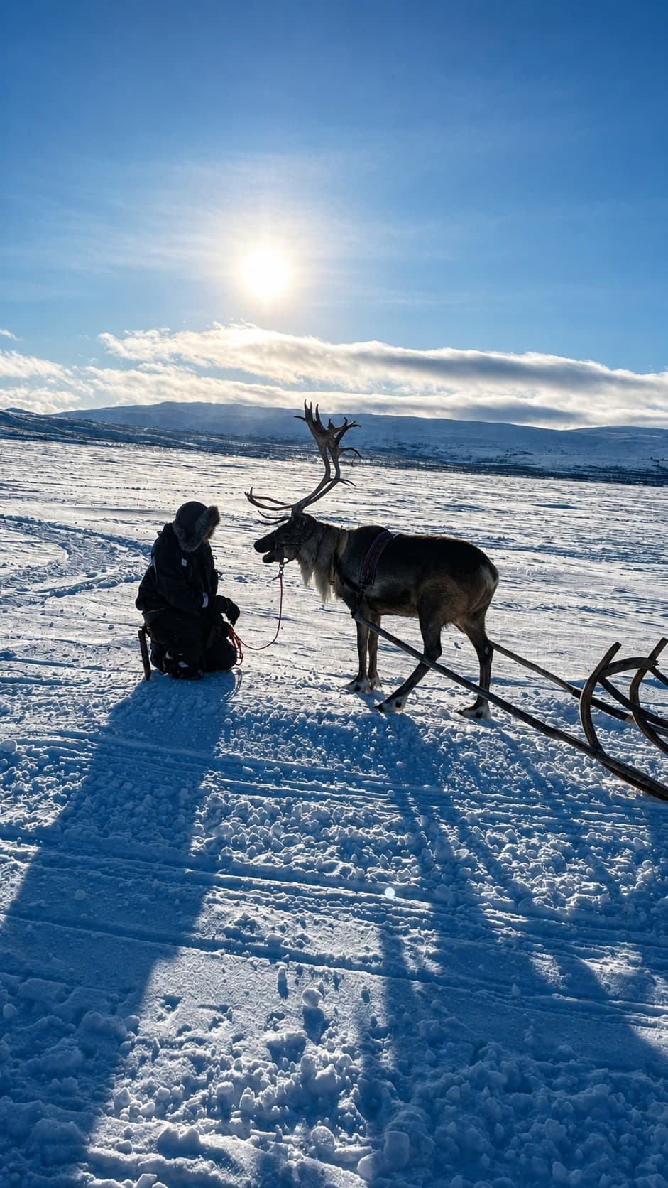 Guide and reindeer walking on snow under low winter sun, Lapland
