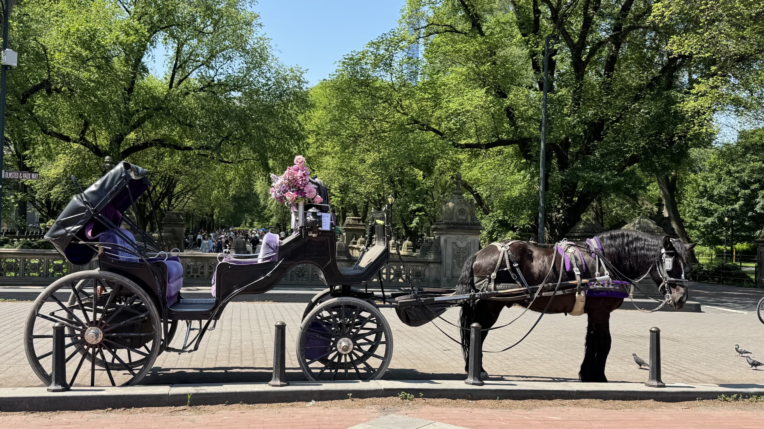 Central Park Carriage Ride: 45-Minute Horse-Drawn Tour Past Bethesda & Strawberry Fields