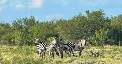 Explore Animal Tours in Laredo, Texas at Laredo Safari