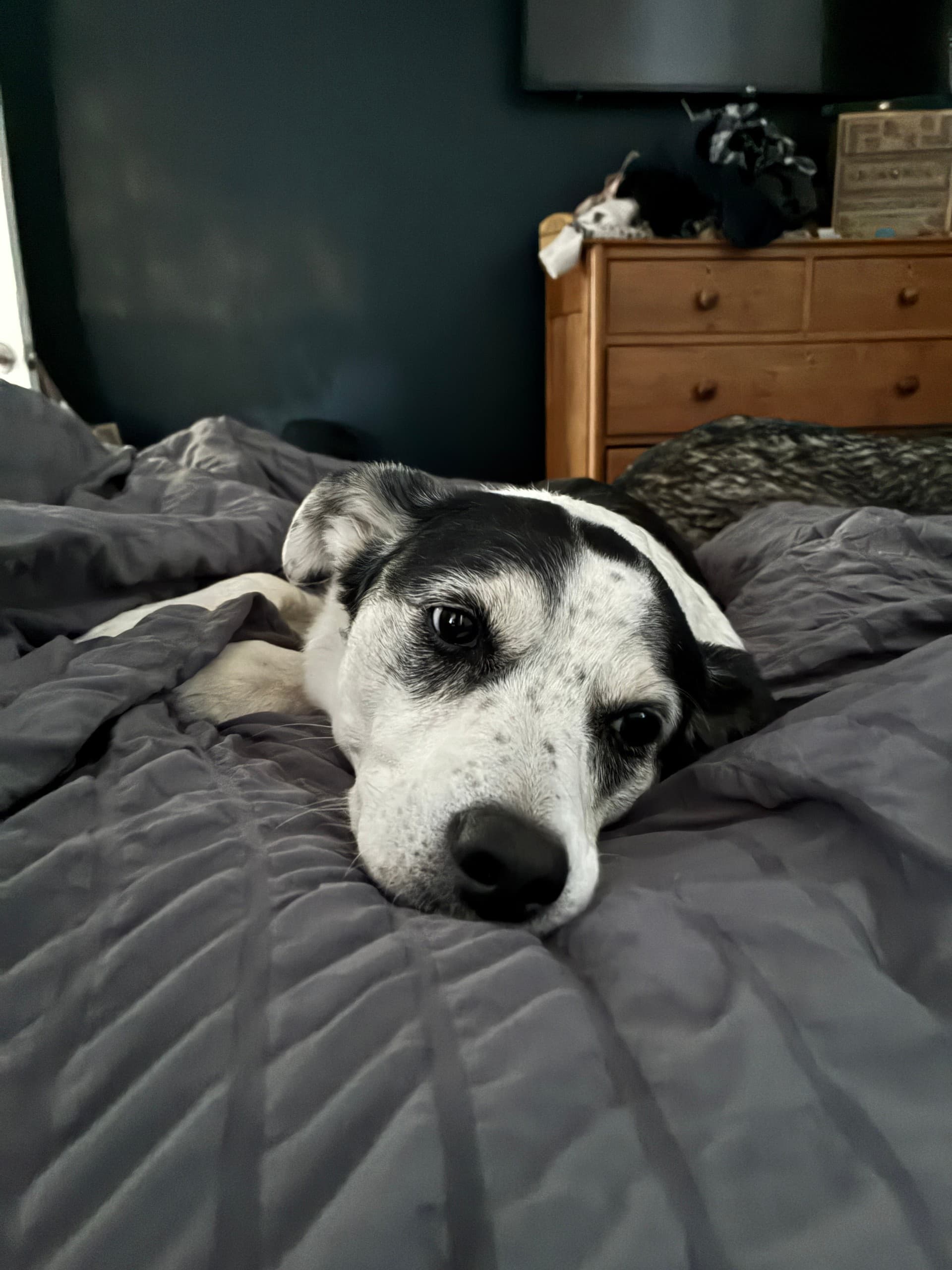 Dog Cuddles: One-Hour Neighborhood Dog Walks from My House photo 1